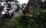 Pohon Tumbang di Duren Tiga