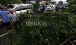 Pohon Tumbang di Duren Tiga