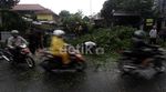 Pohon Tumbang di Duren Tiga