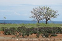 Wilayah perbatasan RI-Timor Leste di Atambua terletak persis di pinggir pantai. Tak heran kawasan kering dan gersang, meski tetap saja cantik diabadikan dalam kamera (Sastri/detikTravel)