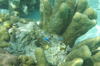 Jika menyelam sedikit, wisatawan bisa melihat ikan aneka warna yang menghuni laut Yeben. Tak hanya itu, terumbu karang aneka warna dan bentuk juga banyak tersebar di laut Yeben (Putri/detikTravel)