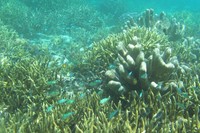 Puluhan bahkan ratusan ikan aneka warna yang cantik bisa dengan mudah Anda temukan. Ini salah satu contoh yang membuat mata penyelam enggan berkedip (Putri/detikTravel)