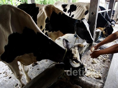 Melongok Peternakan Sapi Perah di Pondok Rangon