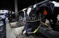 Seorang peternak sapi perah Sumber Alam Jaya di bilangan Pondok Rangon, Jakarta Timur tampak sedang memberi makan sapi-sapi perahnya.