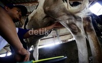 Dalam sehari, peternakan ini mampu menghasilkan 800 kg hingga 1 ton susu murni.