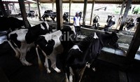 Susu tersebut diproduksi dari sekitar  300 ekor sapi.