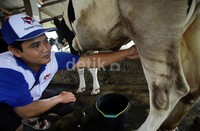 Para peternak ini memilih sapi Belanda untuk dijadikan sapi perah.