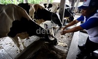 Sapi-sapi ini diberi makan ampas tahu dan rumput.