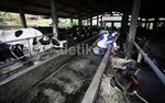 Melongok Peternakan Sapi Perah di Pondok Rangon