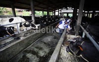 Saat ini harga susu sapi murni di tingkat pengecer adalah  Rp 4.000/liter, naik Rp 500 dari sebelumnya Rp 3.500/liter.