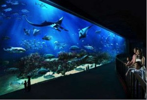 Serunya Belajar Kehidupan Laut di Marine Life Park - Resorts World Sentosa