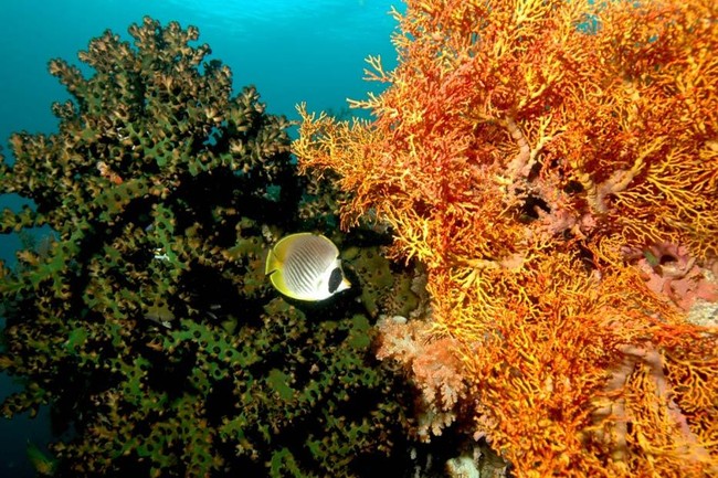 4 Tempat Diving Keren di Manado