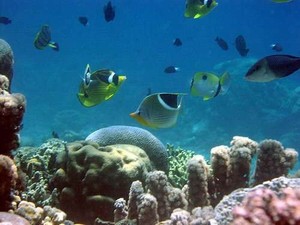 Bunaken, Alam Bawah Laut Manado yang Mendunia