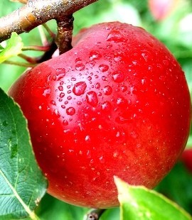 Apel Fuji atau Granny Smith yang Anda Suka? Kepribadian Anda Terbaca Lewat Apel Favorit!