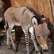 Ratusan Orang Datangi Florence Italia untuk Lihat Hewan Langka Zonkey