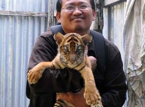 Yuk! Lindungi Harimau Sumatera di TN Kerinci Seblat