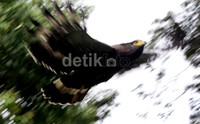 Seekor elang ular bido dilepas di kawasan tambang emas Pongkor, Kecamatan Nanggung, Kabupaten Bogor, Jawa Barat.