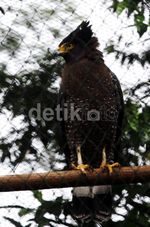 Pelepasan Elang Langka