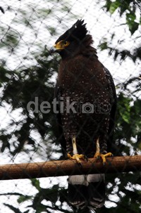 Pelepasan elang tersebut dilakukan sebagai upaya mempertahankan keanekaragaman hayati di Taman Nasional Gunung Halimun Salak.