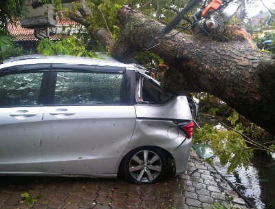 Bruakk! Pohon Tumbang Timpa Dua Mobil