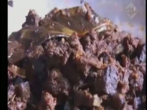 Terancam Punah, Orangutan Ditembak Mati Pemburu dan Disantap