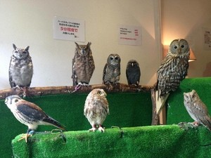 Makan Bareng Burung Hantu di Jepang, Mau?