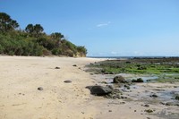 Pantai Pancur masih bebas dari sampah. Sehingga membuat wisatawan nyaman saat datang ke sana. Suasanaya masih alami, dengan hutan lebat yang ada di pinggir pantainya (Afif/detikTravel)