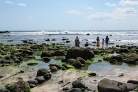 Ada banyak lumut yang tumbuh di bebatuan yang ada di bibir Pantai Pancur. Warnanya yang hijau menambah kecantikan pemandangan Pantai Pancur (Afif/detikTravel)