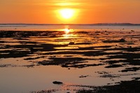 Siapa sangka, Banyuwangi punya sunset secantik ini. Sunset di Pantai G-Land seolah menjadi penutup hari yang sempurna setelah seharian menjelajah Taman Nasional Alas Purwo (Afif/detikTravel)