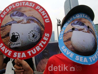 Aksi Pelestarian Penyu