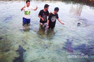 Senang-senang Bareng Hiu Karimunjawa