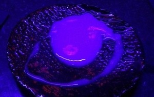 Pareidolia, Cocktail Putih Kental yang Harus Dinikmati dengan Cara Sensual