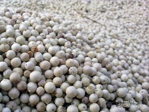 Panen Lada, Pengalaman Liburan Unik di Bangka
