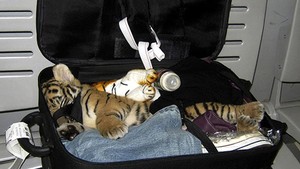 Aneka Cara Penyelundupan Hewan Paling Aneh di Bandara