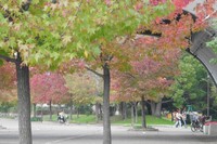Taman Ohama di Kota Sakai mungkin adalah taman kota paling unik di Jepang. Taman seluas 16 hektar ini punya monyet sampai gunung terpendek di Negeri Matahari Terbit itu. Wisatawan bisa datang dan buktikan sendiri! (Hany/detikTravel)