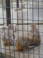 Mendaki Gunung Terpendek di Jepang