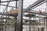 Dari papan petunjuk di depan kandang, diketahui bahwa monyet itu bernama latin Macaca mulatta alias jenis monyet rhesus. Monyet ini sering dipakai dalam berbagai penelitian medis dan biologi (Hany/detikTravel)