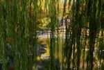 Romantisme di Japanese Garden yang Cantik