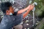 Warga Gelar Ritual Kuno Agar Sinabung Tenang