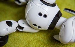 Zoomer, Robot Anjing yang Memikat Hati