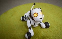Zoomer, Robot Anjing yang Memikat Hati