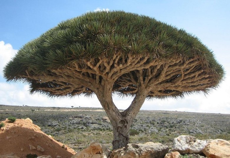 Pulau Socotra Seperti Di Planet Lain