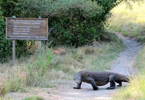 Komodo dan 6 Keajaiban Alam Dunia Versi New7Wonders