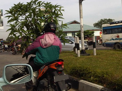 Pengendara Motor Bawa Pohon Mangga