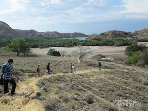 Trekking Mencari Komodo di Pulau Rinca