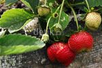 Kota Batu, Juga Kota Strawberry