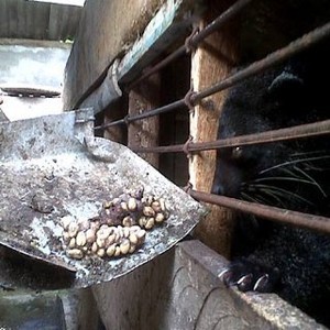 Kopi Luwak RI Dijegal Isu Pelanggaran Satwa, Ini Jawaban Wamendag