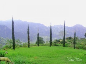 Perbukitan Hijau nan Segar di Manulalu, Flores