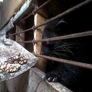 Produk Asli RI, Kopi Luwak Jangan Dibiarkan Jadi Korban Perang Dagang