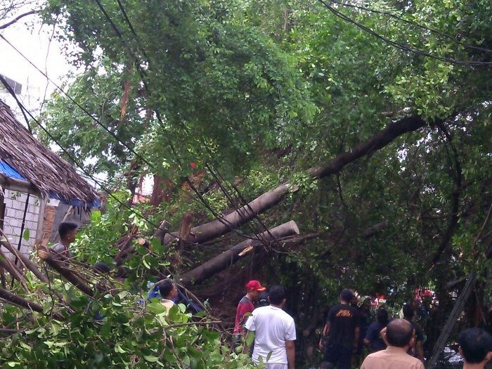 Terjebak Dalam Warung yang Tertimpa Pohon, Warga Kebon Jeruk Meninggal
